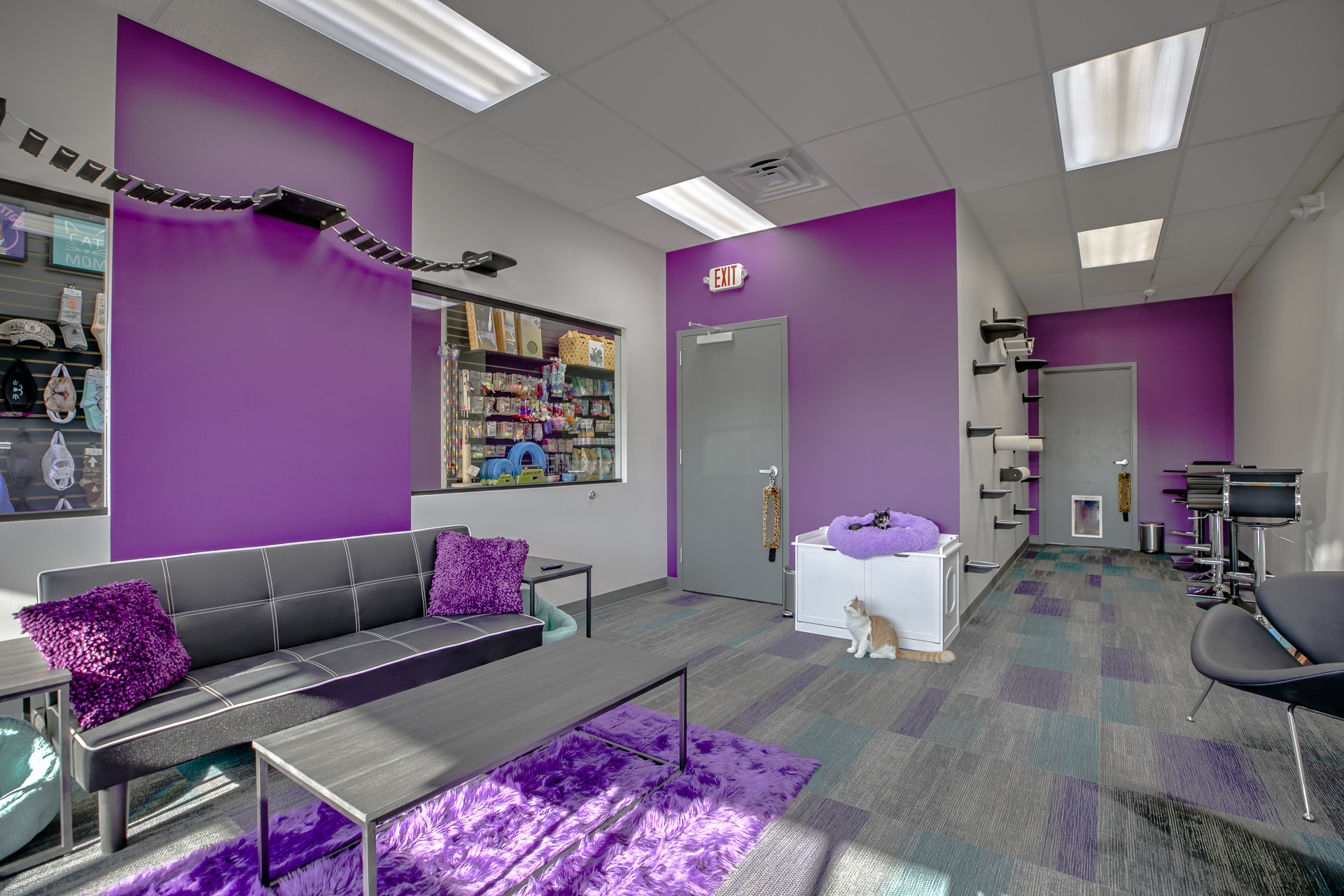 Sugar Kittens Cafe and Cattery A3G Architects